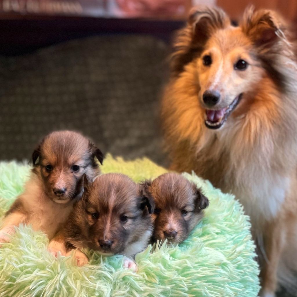 chiot Shetland Sheepdog Des Lunes De La Prairie